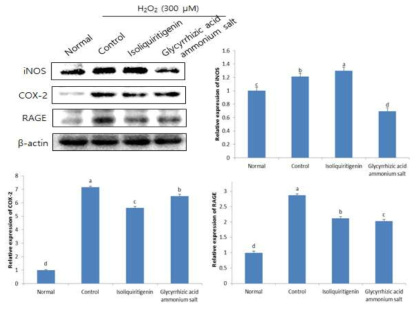 Effects of isoliquiritigenin and glycyrrhizic acid ammonium salt (10 μM) on inflammation-related protein expression in C6 glial cell treated with H2O2 Values are mean±SD a-dMeans with the different letters are significantly different (P<0.05) by Duncan's multiple range test