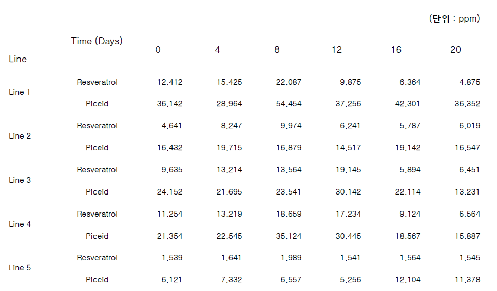 각 세포주의 시기별 레스베라트롤 함량