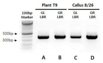 주변염기서열 분석을 위한 레스베라트롤 캘러스 DNA PCR 증폭결과