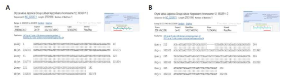 Flanking sequence 확인하기 위에서 PCR 증폭 및 sequence BLAST 분석 A. 첫 번째 T-DNA left border sequencing contig를 rice database에서 BLAST 결과; B. 두 번째 T-DNA left border sequencing contig를 rice database에서 BLAST 결과