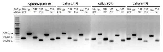 계대 배양에 따른 레스베라트롤 생합성 캘러스 삽입유전자 PCR 결과