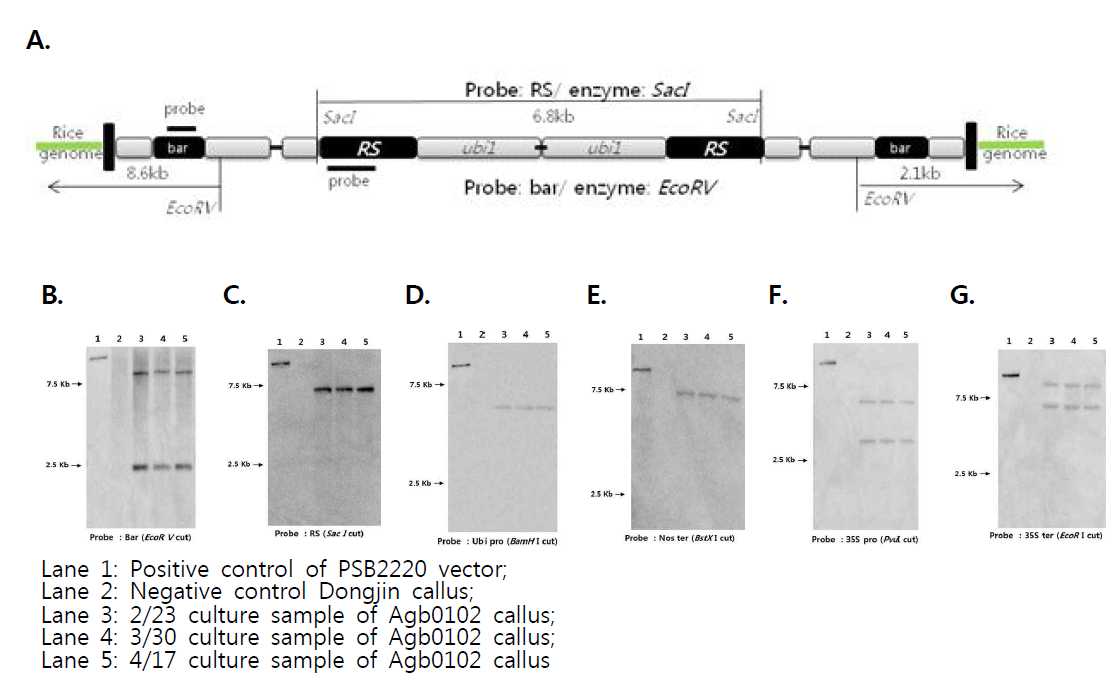 레스베라트롤 생합성 캘러스의 특이적 제한효소로 절단된 DNA와 선발마커 Bar 및 목적유전자 Resveratrol synthase (RS3)에 대한 유전자도입 카피 수 Southern blot 분석결과 A. Agb0102 캘러스에 삽입된 T-DNA의 구조 및 제한효소 절단한 DNA를 이용하여 기능유전자 Southern blot 분석 결과 예상되는 검출 밴드의 수와 크기; B. 선발마커 Bar 유전자에 대한 제한효소 EcoR V 처리; C. 목적유전자 Resveratrol synthase (RS3) 유전자에 대한 제한효소 Sac I 처리; D. ubiquitin 프로모터 유전자에 대한 제한효소 BamH I 처리; E. NOS 터미네이터 유전자에 대한 제한효소 BstX I 처리; F. 35S 프로모터 유전자에 대한 제한효소 Pvu I 처리; G. 35S 터미네이터 유전자에 대한 제한효소 EcoR I 처리된 Agb0102 캘러스의 Southern blot 분석 결과