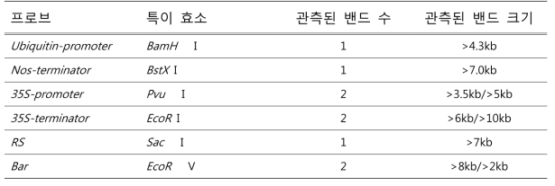 레스베라트롤 생합성 캘러스의 기능 유전자별 서던 분석 검출 밴드 수와 크기