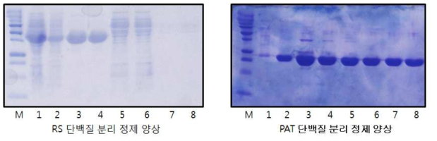 단백질분석을 위한 RS 및 PAT 대량 분리