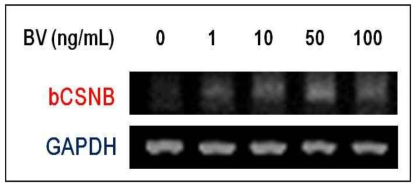 MAC-T 세포에서의 봉독 처리에 따른 bCSNB 유전자 발현 효과