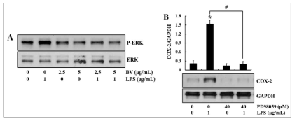 봉독이 ERK1/2 phophorylation에 미치는 효과