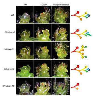 slbops의 변이들에 의해 나타나는 꽃대구조의 다양성을 나타내는 모델