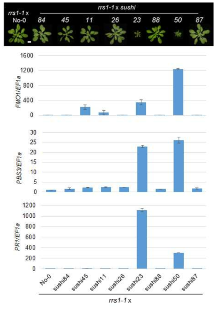 RRS1 sushi 돌연변이와 rrs1-1식물의 잡종 1세대 표현형 및 면역반응 마커 유전자 발현