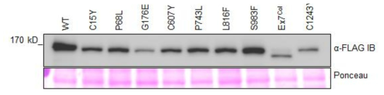 agrobacteruim을 이요한 sushi RRS1-3xFlag 단백질 발현 검정