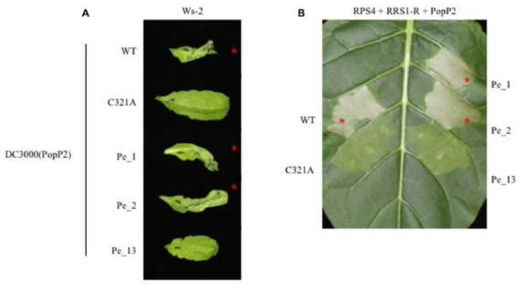 식물체내에서 Pe-1, Pe-2, Pe-13의 비병원성 검정 (A)애기장대 야생형 Ws-2에 Pto DC3000을 이용하여 PopP2 variants 접종 후 1일차, (B)담배잎에 agrobacterium 을 이용하여 PopP2 variants를 RRS1, Rps4와 함께 접종 후 3일차