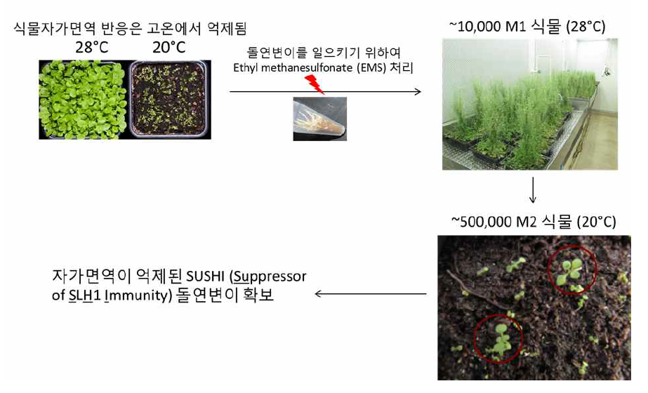 식물면역 돌연변이 확보 과정