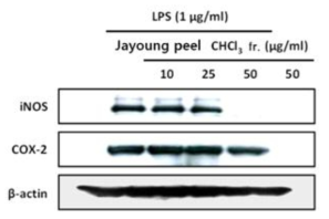 자영외피 Chloroform분획물의iNOS 및 COX-2 단백질 발현 저해 효과