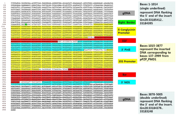 EGF 형질전환 대두(1001 계통)의 좌/우측 경계지역의 gDNA 염기서열 분석