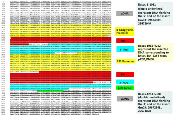 TRX 형질전환 대두(4025 계통)의 좌/우측 경계지역의 gDNA 염기서열 분석