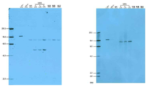 EGF 형질전환 대두 도입유전자의 후대 안정성 확인을 위한 Southern blot 분석. (A) EcoRV 제한효소 처리 후 probe 1으로 분석한 경우, 양성 대조군인 발현 벡터에서 9,595 bp 밴드를 확인하였으며, EGF 형질전환 대두 특이적으로 5,720 bp 밴드와 대두 게놈 상의 β-conglycine promoter 부분 검출로 인해 관행품종(대원, 해품, 황금), 모품종(광안) 및 형질전환 대두에서 8,682 bp 밴드가 검출되었다. (B) HindIII 제한효소 처리 후 probe 2로 분석한 경우 양성 대조군인 발현 벡터에서 9,595 bp 밴드를 확인하였으며, EGF 형질전환 대두 특이적으로 9,017 bp 밴드가 검출되었으며, 음성 대조군인 관행 품종(대원, 해품, 황금)에서는 밴드가 검출되지 않았다