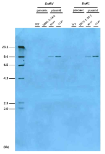 EGF 형질전환 대두에 대한 probe 6의 gDNA Southern blot 분석