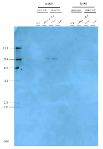EGF 형질전환 대두에 대한 probe 5의 gDNA Southern blot 분석