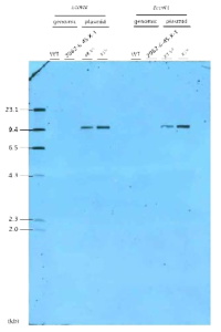IGF-1 형질전환 대두에 대한 probe 5의 gDNA Southern blot 분석