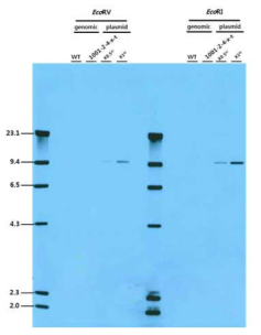 EGF 형질전환 대두에 대한 probe 4의 gDNA Southern blot 분석