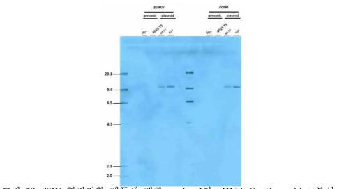 TRX 형질전환 대두에 대한 probe 4의 gDNA Southern blot 분석