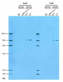 EGF 형질전환 대두에 대한 probe 3의 gDNA Southern blot 분석