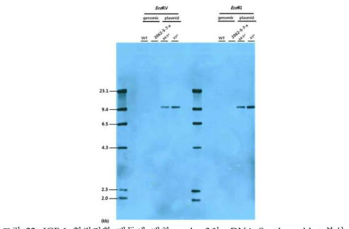 IGF-1 형질전환 대두에 대한 probe 3의 gDNA Southern blot 분석