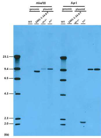 EGF 형질전환 대두에 대한 probe 2의 gDNA Southern blot 분석