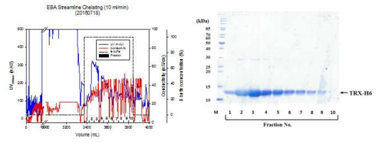 large-scale recombinant hTRX protein purification