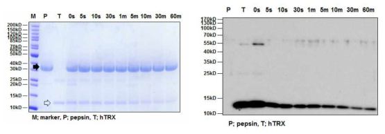 SDS-PAGE (left) and Western blot (right) analyses of the digestive stability of hTRX protein in simulated gastric fluid (pH1.2). P and black arrow: pepsin, T and transparent arrow: hTRX