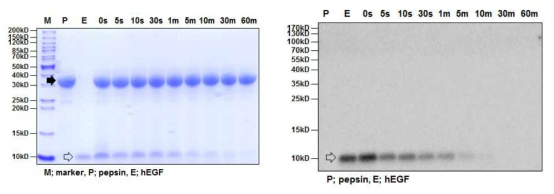 SDS-PAGE (left) and Western blot (right) analyses of the digestive stability of hEGF protein in simulated gastric fluid (pH1.2). P and black arrow: pepsin, E and transparent arrow: hEGF