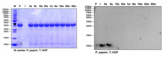 SDS-PAGE (left) and Western blot (right) analyses of the digestive stability of hIGF protein in simulated gastric fluid (pH1.2). P and black arrow: pepsin, I and transparent arrow: hIGF