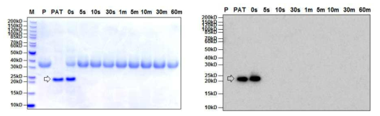 SDS-PAGE (left) and Western blot (right) analyses of the digestive stability of purified PAT protein from GM hTRX soybean leaves by simulated gastric fluid (pH1.2) assay