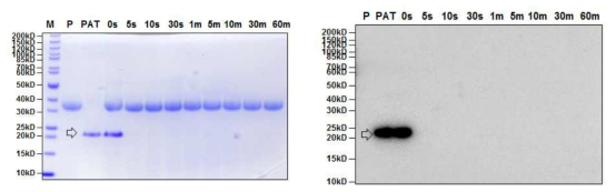 SDS-PAGE (left) and Western blot (right) analyses of the digestive stability of purified PAT protein from GM hEGF soybean leaves by simulated gastric fluid (pH1.2) assay