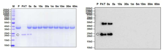 SDS-PAGE (left) and Western blot (right) analyses of the digestive stability of purified PAT protein from GM hIGF soybean leaves by simulated gastric fluid (pH1.2) assay