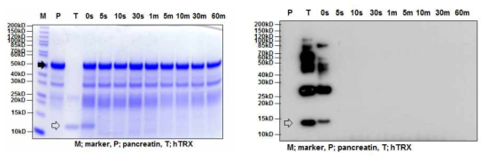SDS-PAGE (left) and Western blot (right) analyses of the digestive stability of hTRX protein in simulated intestinal fluid (pH7.5). P and black arrow: pepsin, T and transparent arrow: hTRX