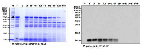 SDS-PAGE (left) and Western blot (right) analyses of the digestive stability of hEGF protein in simulated intestinal fluid (pH7.5). P and black arrow: pepsin, E and transparent arrow: hEGF