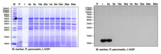 SDS-PAGE (left) and Western blot (right) analyses of the digestive stability of hIGF protein in simulated intestinal fluid (pH7.5). P and black arrow: pepsin, I and transparent arrow: hIGF