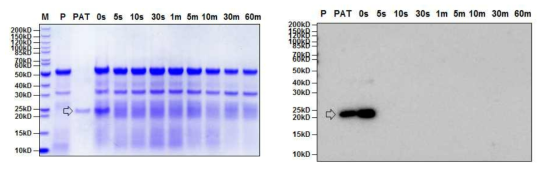 SDS-PAGE (left) and Western blot (right) analyses of the digestive stability of purified PAT protein from GM hTRX soybean leaves by simulated intestinal fluid (pH7.5) assay