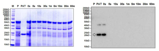 SDS-PAGE (left) and Western blot (right) analyses of the digestive stability of purified PAT protein from GM hEGF soybean leaves by simulated intestinal fluid (pH7.5) assay