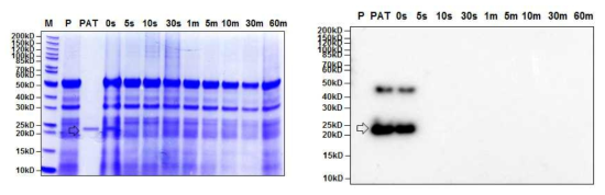 SDS-PAGE (left) and Western blot (right) analyses of the digestive stability of purified PAT protein from GM hIGF soybean leaves by simulated intestinal fluid (pH7.5) assay