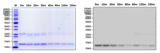 SDS-PAGE (left) and western blot (right) analysis of hTRX protein in heat stability assay