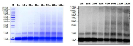 SDS-PAGE (left) and western blot (right) analysis of hEGF protein in heat stability assay