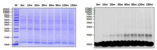 SDS-PAGE (left) and western blot (right) analysis of hIGF protein in heat stability assay