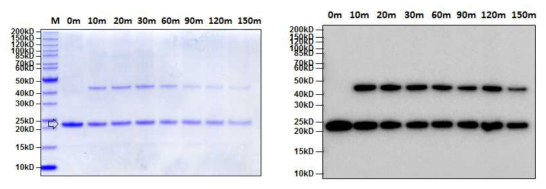 SDS-PAGE (left) and western blot (right) analysis of purified PAT protein from GM hTRX soybean leaves in heat stability assay
