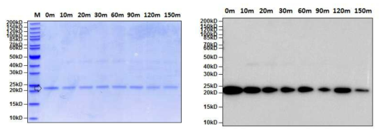SDS-PAGE (left) and western blot (right) analysis of purified PAT protein from GM hEGF soybean leaves in heat stability assay