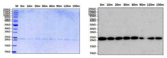 SDS-PAGE (left) and western blot (right) analysis of purified PAT protein from GM hIGF soybean leaves in heat stability assay
