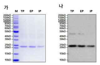 Molecular weight determination of PAT proteins by SDS-PAGE and western blot analysis. M: marker, TP: purified PAT protein from GM hTRX soybean leaves, EP: purified PAT protein from GM hEGF soybean leaves, IP; purified PAT protein from GM hIGF soybean leaves