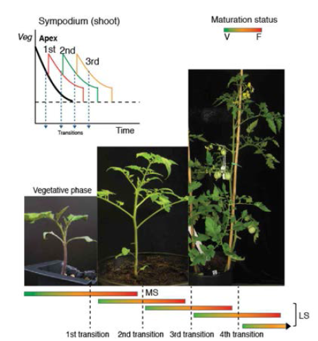 토마토의 sympodial성장과 구조를 분자레벨(Veg)로 분석