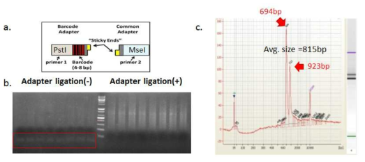 본 연구에서 사용된 GBS(Genotyping by sequencing) system의 주요결과. a. GBS libray제작에 사용된 adaptor 개요. b. Adaptor ligation 후 각 ligate에 대한 일루미나 P5/P7 primer 기반 Amplicon의 전기영동 결과. c. pooling 된 P5/P7 Amplicon에 대한 Bio-analyzer 결과