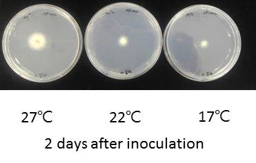 Fusarium Oxysporum f. sp. Lactucae 의 다른 온도 환경에서의 생장 차이. PDA 고형배지에서 접종 후 2일 후 사진